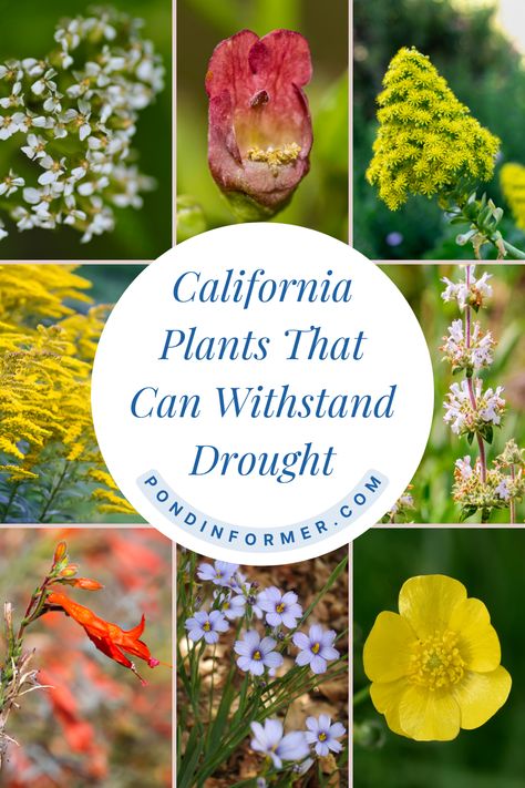 Stay true to the California species and opt for native plants that can withstand drought with this Pond Informer list!  #pondinformer #california #native #plants #drought #resistant Southern California Native Garden, California Garden Ideas, Drought Tolerant Plants California, California Native Landscape, Drought Tolerant Trees, Native Plant Landscape, Drought Tolerant Shrubs, California Native Garden, California Drought