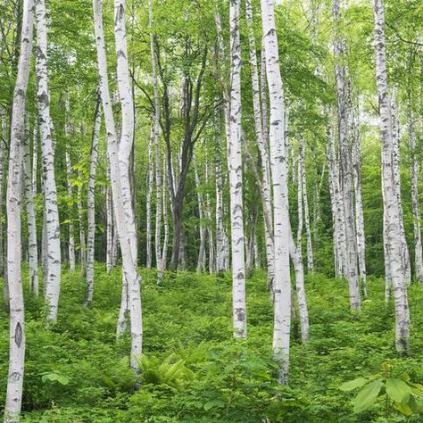 Silver Birch Forest, Silver Birch Trees Small Garden, Silver Birch Tree Landscaping, Birch Tree Photography, Backyard Forest, Lombardy Poplar, Silver Birch Tree, 자작나무 그림, Birch Trees Landscaping