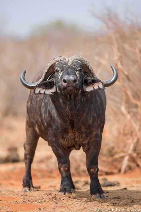 African Animals Photography, African Wildlife Photography, Buffalo Painting, Cape Buffalo, Buffalo Animal, Animal Photography Wildlife, African Buffalo, Tattoo Nature, Wild Animals Photography