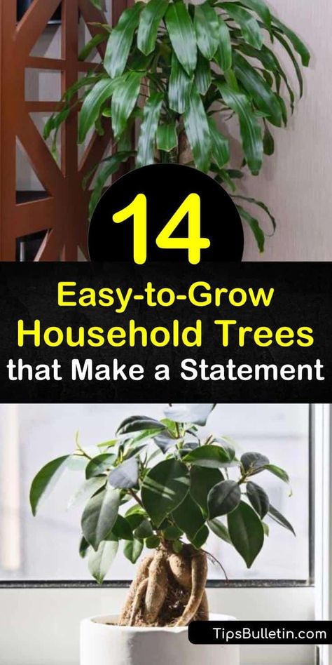 Make a statement in your home decor with a dragon tree, rubber tree, money tree, or other trees that are easy to grow. Whether you like a ficus or yucca tree, this list has plants that tolerate indirect light, bright light, low light, and any other conditions you throw at them. #easy #indoor #trees Indoor Low Light Tree, Easy Indoor Trees, House Plant Tree, House Trees Indoor, Indoor Trees Low Light, House Tree Plants, Ponytail Palm Tree, Indoor Tree Plants, Best Indoor Trees