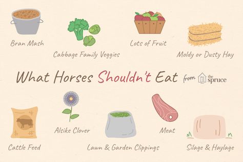 9 Things Your Horse Should Never Eat Horse Feeding, Horse Lessons, Cattle Feed, Horse Riding Tips, Horse Feed, Group Of Dogs, Horse Owner, Horse Care, Horse Stuff