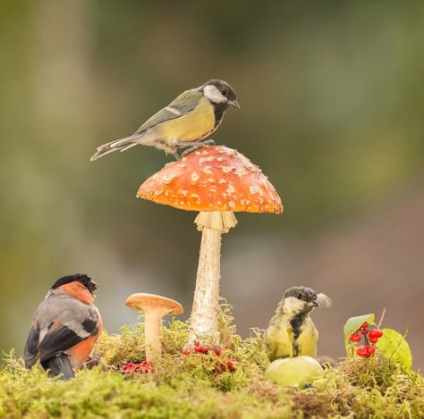 Nature Core, Mushroom Pictures, Wild Animals Photos, Amazing Birds, Pretty Animals, Jolie Photo, Woodland Creatures, Autumn Aesthetic, Nature Aesthetic