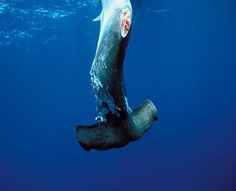 Help save our oceans! Sharks need our help: Stop the killing and finning of harmless sharks all over the world. http://www.change.org/petitions/help-save-our-oceans-sharks-need-our-help-stop-the-killing-and-finning-of-harmless-sharks-all-over-the-world-2 @Sea Shepherd Conservation Society #defendconserveprotect Sea Shepard, Animal Slaughter, Save The Sharks, Shark Conservation, Sea Shepherd, Save Our Earth, Save Our Oceans, Shark Fin, Animal Advocacy