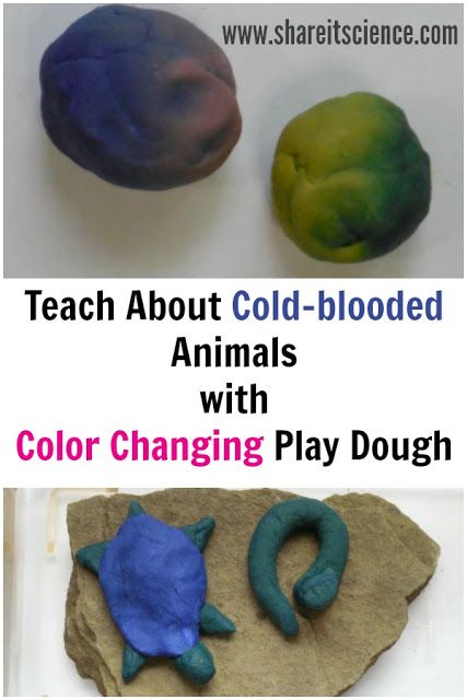 #Teach about cold-blooded animals with temperature sensitive color changing #playdough. Great for a #science lesson at school or #kidsactivity at home. #STEAM #STEM #scienceexperiment #education Reptile Science Activities, Reptile Science Activities For Preschool, Animal Steam Activities, Rainforest Science Experiments For Kids, Zoo Science Activities Preschool, Animal Stem Activities, Animal Science Experiments, Animal Science Activities, Vet Science