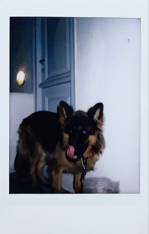 Dog Polaroid, A Dog, Dogs, Animals, Quick Saves