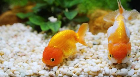 Best Aquarium Filter, Goldfish Aquarium, Fish Tank Filter, Aquarium Set, Fish Garden, Goldfish Tank, Fish Tank Design, Fish Tank Plants, Fish Care