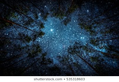 Starry+sky+woods Images, Stock Photos & Vectors | Shutterstock Woods Images, Beautiful Night Sky, Night Sky Photography, Landscape Wall Decor, Night Forest, Space Wall Art, Starry Night Sky, Fukushima, Tree Canvas