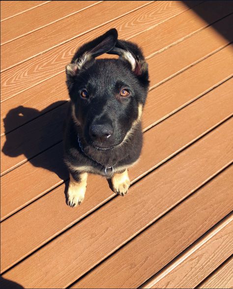 Bi Color German Shepherd, Pet Breeds, Shepherd Puppy, German Shepherd Puppies, German Shepherds, German Shepherd, Color Me, Cute Animals, Puppies