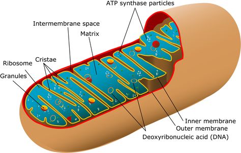 Multiple Chemical Sensitivity. The reasons for impairment of Mitochondrial function are varied. They include exposure to pesticides and other toxins, mercury and other heavy metals, damage by viruses and even possibly nutritional deficiencies such as mineral or trace element deficiency. Dna E Rna, Lynn Margulis, Membran Sel, Cell Organelles, Mitochondrial Dna, Cellular Respiration, Animal Cell, Cell Structure, Cell Biology