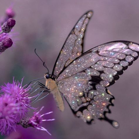 A Butterfly, Purple, On Instagram, Instagram