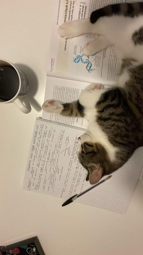 Coffee Studying, Coffee Study, Studying Aesthetic, Cats Coffee, Cat Stories, Cute Cats Photos, Cat Photography, Cat Aesthetic, School Motivation