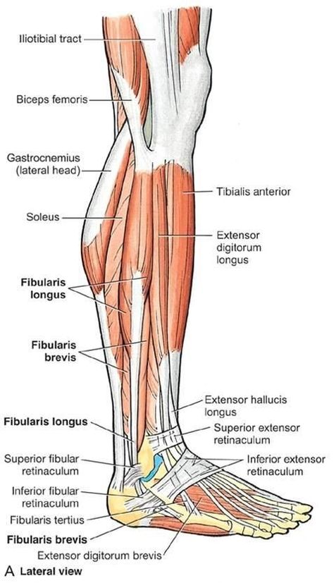 Muscles of the Right Leg in Lateral View Leg Muscles Anatomy, Muscles Anatomy, Hip Flexor Pain, Leg Anatomy, Human Muscle Anatomy, Anatomy Physiology, Human Leg, Hip Flexor Stretch, Tight Hip Flexors