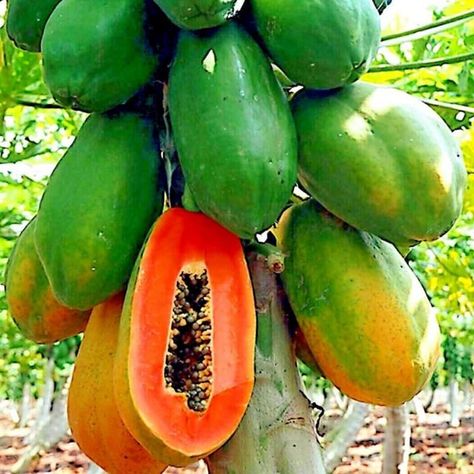 PAPCOOL Red Lady Papaya Plant Live for Planting, Papaya Tree Live Plant 6 to 12 Inches Height, Papaya Fruits Seedling Papaya Plant, Short Trees, Seed Starting Soil, Papaya Tree, Papaya Seeds, Growing Fruit Trees, Papaya Fruit, Papaya Fruits, Fruit Seeds