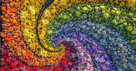 Carpet Top View, Rainbow Flower Garden, Bed Top View, Rainbow Carpet, Flower Carpet, Tattoo Plant, Flower Bed Designs, Rainbow Garden, Home Grown Vegetables