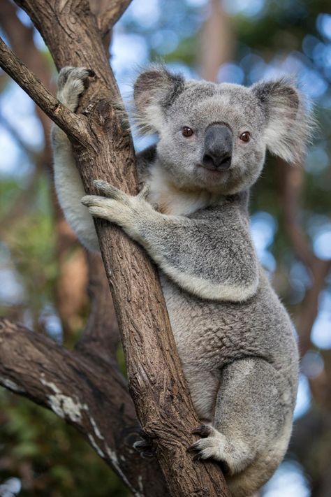 The Wombats, Australia Immigration, Australia Animals, 강아지 그림, Australian Animals, Wildlife Conservation, Koala Bear, A Tree