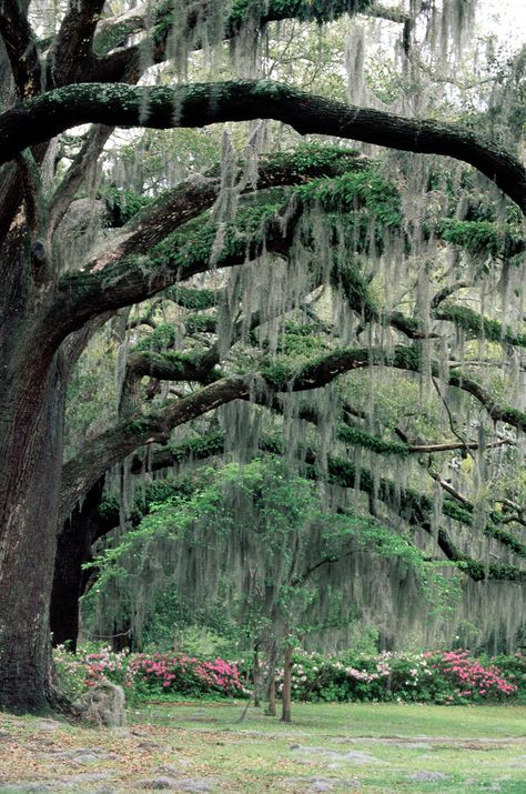 Live Oak draped in Spanish Moss (Savanah, GA) - live oaks are a reason in and of themselves to live in the south Old Oak Tree, Old Trees, Tybee Island, Live Oak, Spanish Moss, Savannah Georgia, Mark Twain, Oak Tree, Beautiful Tree