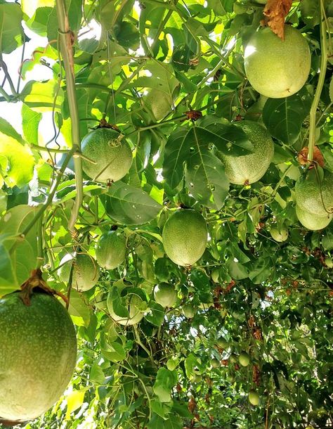 Grow Passionfruit, Growing Passion Fruit, Passionfruit Vine, Passion Fruit Plant, Basket Anime, Outdoor Trellis, Gardening Inspiration, Garden Inspo, Fruit Picture