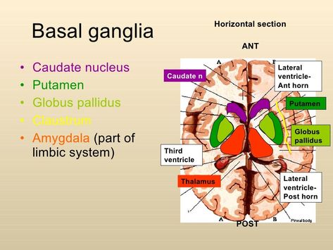 Anatomy of basal ganglia Basal Ganglia Anatomy, Caudate Nucleus, Internal Capsule, Brain Nervous System, Basal Ganglia, Skin Anatomy, Gross Anatomy, Medicine Studies, Limbic System