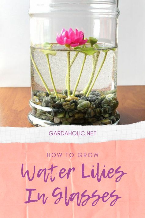 How To Grow Water Lilies In Glasses - Gardaholic.net Pasta Water For Plants, Indoor Plant Hacks, Indoor Plants Decor, Plants Grown In Water, Tanaman Air, Glasses Transparent, Indoor Water Garden, Plant Hacks, Inside Plants