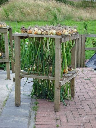 Onion Drying Rack Onion Drying Rack, Small Holding, Vegetable Storage, Pig Farming, Garden Veggies, Veg Garden, Food Garden, Hobby Farms, Veggie Garden