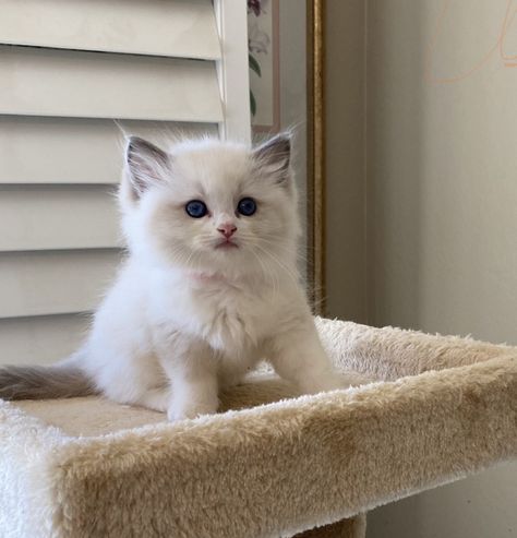 This is a blue bicolor male kitten from Rock Creek Ragdolls in So California Lilac Ragdoll Kitten, Baby Ragdoll Cat, Cute Ragdoll Kittens, Ragdoll Cats And Kittens, Dream Pet Cat, Ragdoll Kitten Aesthetic, Blue Bicolor Ragdoll, Ragdoll Cat Aesthetic, White Ragdoll Cat