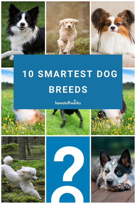 As a species, the smartest dog breeds are extremely good at attending to their human counterparts, which takes an extreme amount of intelligence. Dogs have been shown to correctly interpret human body language, in some cases better than another person. Smartest Dog Breeds, Australian Cattle Dogs, Popular Dog Breeds, Most Popular Dog Breeds, What Dogs, Herding Dogs, Smart Dog, Dog Daycare, Wild Dogs