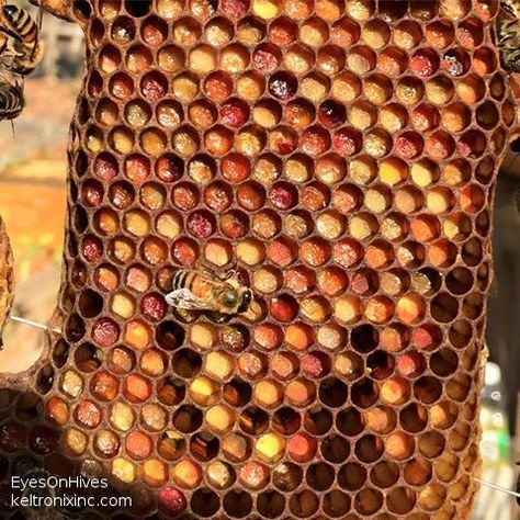 Pollen becoming bee bread Bee Bread, Colors Show, Small Wonder, Bee Pollen, Bee Art, Create Words, Simple Beauty, Bee Keeping, Honey Bee