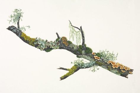 This painting, Small Branch with Lichens and Fungi, sold at the show at the Botanical Garden in San Francisco. Lichen Drawing, Watercolor Moss, Spanish Moss Illustration, Moss Botanical Illustration, Lichen On Rocks, Big Draw, Branch Tattoo, Botanical Sketchbook, Illustrator Inspiration