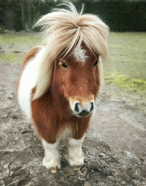 Shetty Pony, Mini Ponies, Pony Animal, Miniature Ponies, Cute Pony, Mini Horses, Baby Horse, Tiny Horses, Baby Pony