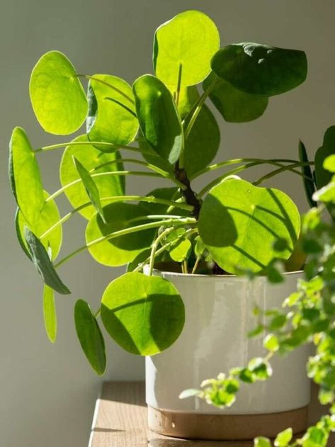 5 Indoor Plants That Produce Oxygen Even at Night Thick Blanket, Fancy Dress For Kids, Delhi Ncr, Pollution, Fancy Dress, Indoor Plants, At Night, You Can Do, At Home