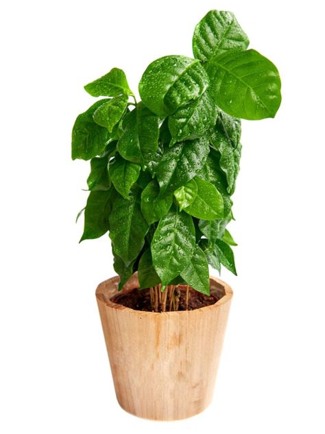 Houseplants Coffee Plant: How To Grow Coffee Plant Coffee Plant Care, Plants Without Sunlight, Grow Coffee, Natural Plant Fertilizer, Indoor Plant Ideas, Hosta Care, Coffee Plants, Growing Coffee, Bean Plant