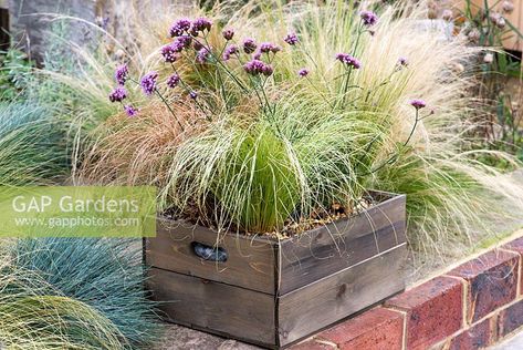 A drought tolerant box planted with Verbena bonariensis 'Lollipop' and ornamental grasses Carex 'Frosted Curls', Carex comans 'Bronze Form', Stipa tenuissima and Festuca glauca. Verbena Bonariensis In Pots, Grasses In Pots, Carex Comans Bronze, Ornamental Grasses In Pots, Garden Design Ideas Inspiration, Ornamental Grass Landscape, Long Planter, Grasses Landscaping, Balcony Plants