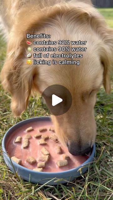 Mika | Golden Retriever on Instagram: "Summer hydration lick bowl:👇 1 cup of watermelon 1 cup of cantaloupe 1 cup of coconut water  Watermelon and cantaloupe are both made up with more than 90% water. They are great summer fruits for rehydratation. Coconut water is full of electrolytes, potassium, calcium and vitamin C. Add in your dog’s favorite treats for extra flavor😋 Licking is a passive calming behavior for dogs, this lick bowl will keep them calm, cool, and hydrated💦  Surf & Turf freeze-dried raw food @openfarmpet . Use code 15MIKA15 to save!  #dogrecipes #doghealth #dogtips #dogenrichment #dogtreats" Surf Turf, Dog Enrichment, Dog Recipes, Homemade Treats, Raw Food, Freeze Dried, Homemade Dog, Freeze Drying, Instagram Summer