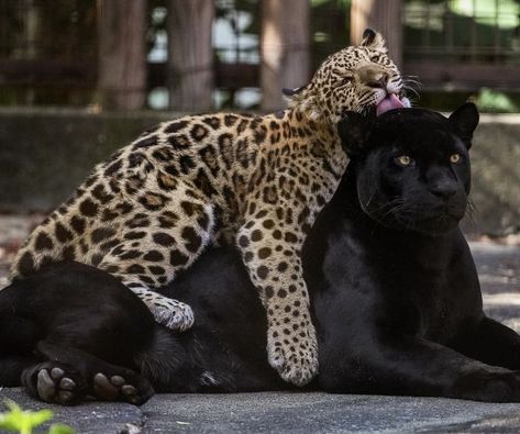 Tears Art, Black Jaguar, Cheetah Animal, Cat Aesthetic, Do Better, Own It, Black Leopard, Leopards, Cute Funny Animals