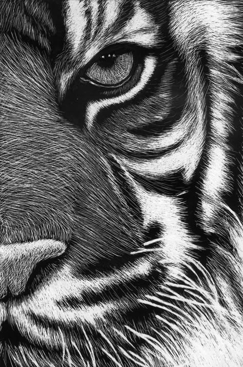 Baby Tiger Art, Sketch Eyes, Tiger Sketch, Lion Sketch, Tattoo Lion, Tiger Drawing, Scratchboard Art, Baby Animal Drawings, Scratch Art