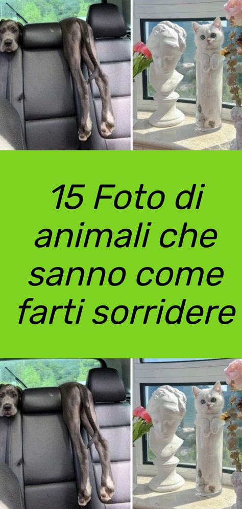 Una raccolta di 15 foto di animali che sanno molto bene come farti sorridere grazie alla loro dolcezza e alla loro simpatia #animali