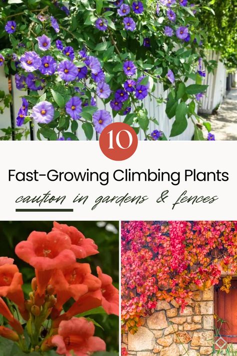 Climbing plants bring a touch of vertical beauty to any garden, but some can quickly transform from charming additions to unruly invaders.   Research suggests that the way climbing plants choose and use supports (like trees or walls) has a big impact on the environment.   Here are 10 climbing plants that, while alluring, require careful consideration before introducing them to your garden. Climbing Plants Fence, Wall Climbing Plants, Climber Plants, Climbing Flowers, Cascading Flowers, Garden Inspo, Thriving Garden, Indoor Plant Care, Sustainable Garden