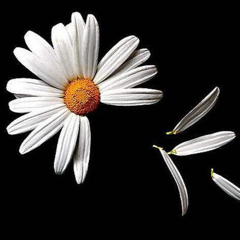 Flowers by amino1 High Definition Wallpapers, Flowers Black Background, Driving Miss Daisy, Wallpaper High Quality, Flower Pedals, Photos For Facebook, Daisy Petals, Daisy Tattoo, Daisy Wallpaper