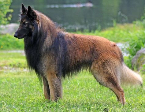 American Alsatian, Aggressive Animals, Belgian Tervuren, Belgian Sheepdog, Shepherd Dog Breeds, Disabled Dog, Belgian Shepherd, Group Of Dogs, Herding Dogs