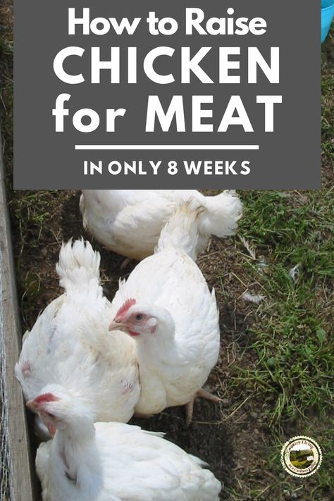 Raise meat for your dinner table by raising day old chicks. These chickens can grow to 8 pounds in 8 weeks. Order through the mail and fill your freezer. #food #raisechickens #meatbirds #meatchickens #broilers #foodsupply #growyourownfood Broiler Chickens Farming, Raising Broiler Chickens, Chicken Knowledge, Chicken Butchering, Meat Chickens Breeds, Meat Animals, Fill Your Freezer, Raising Meat Chickens, Chicken Hatching