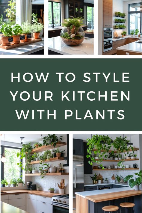 Examples of different plants that you can use to style your kitchen and how best to use them. Plants On Kitchen Shelves, Kitchen Plant Aesthetic, Plant In The Kitchen, Kitchen Shelves With Plants, Real Plants On Top Of Kitchen Cabinets, Herbs In Kitchen Ideas, Plants Over Kitchen Island, Best Kitchen Plants, Kitchens With Plants