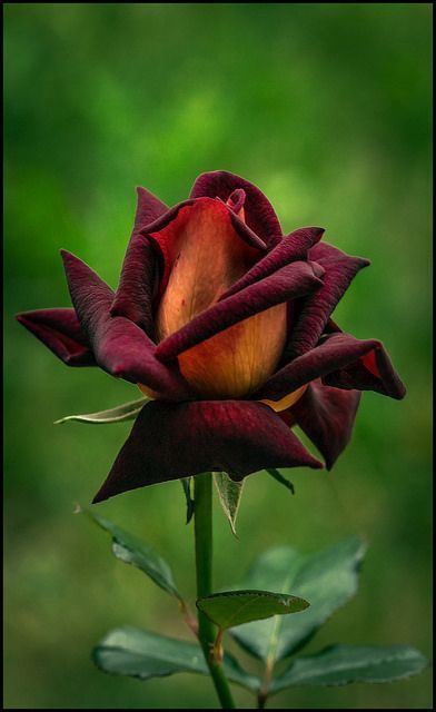 Sweet Potato Plant, Rose Reference, Fall Container Gardens, Beautiful Flowers Photography, Fall Planters, Colorful Plants, Irish Whiskey, Beautiful Rose Flowers, Foliage Plants