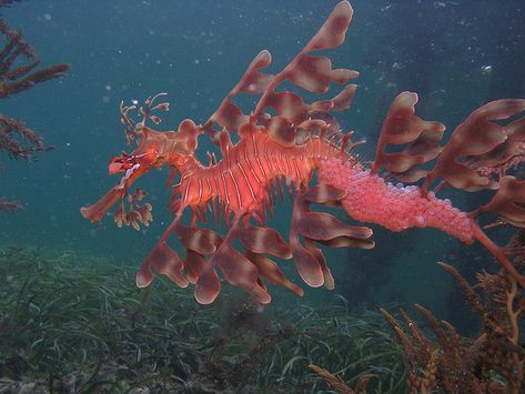 Sea Dragons Leafy Sea Dragon, Sea Dragons, Fauna Marina, Beneath The Sea, Beautiful Sea Creatures, Water Animals, Marine Fish, Underwater Creatures, Sea Dragon