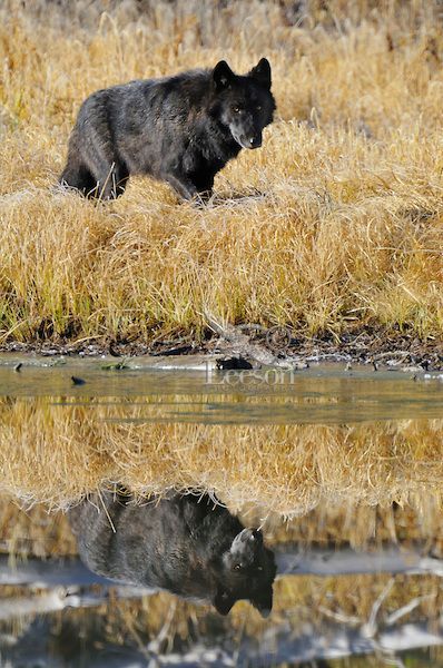 Wild GRAY WOLF (Canis lupus).  Greater Yellowstone Ecological Area.  Fall. Wolves Playing, Wolves Hunting, Yellowstone Wolves, Wild Wolves, Wolf Husky, Yellowstone Trip, Wolf Images, Gray Wolf, Wild Wolf