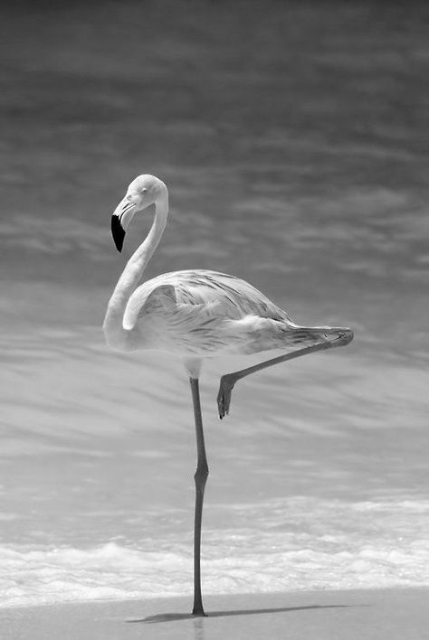 Flamingo Black And White, Flamingo Photography, Elegant Living Room Design, Flamingo Beach, Photography Black And White, Elegant Living Room, Animal Wallpaper, Room Posters, Animal Kingdom