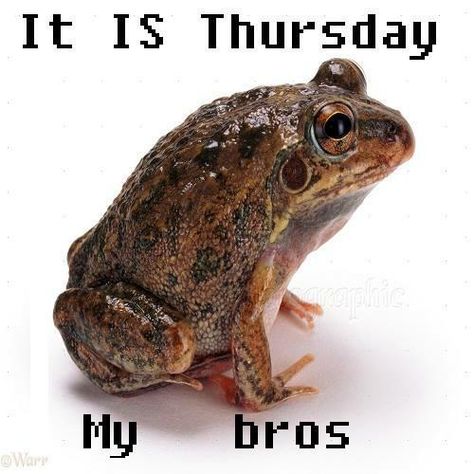 It Is Wednesday My Dudes, Frog Meme, Frog Pictures, Me Irl, Funny Pix, Funny Frogs, Kermit The Frog, Cute Messages, Me Too Meme