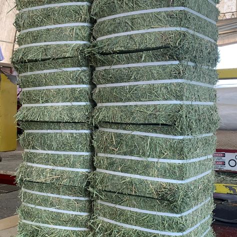 Alfalfa Hay double compressed and half cut bale (Export package into container) #pacifictrading #pacificmccabe #ptweekly #pacificgrasshay #alfalfahay #timothyhay #grassstraw #grasshay #kleingrass #bermudagrass Large Bale Hay Feeder, Alfalfa Sprouts Growing, Growing Alfalfa Hay, Straw And Hay, Alfalfa Hay, Grass Hay, Bermuda Grass, Hay Bales, W Hotel