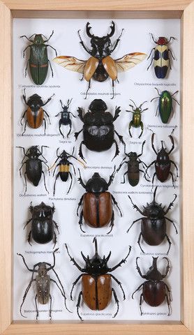 Entomology Insect Frame | Beetle Collection Taxidermy frame-12-005  - Natural History Direct Online Shop - 1 Taxidermy Frame, Insect Frame, Entomology Decor, Beetle Taxidermy, Insect Display, Beetle Collection, Bug Taxidermy, Entomology Collection, Taxidermy Decor