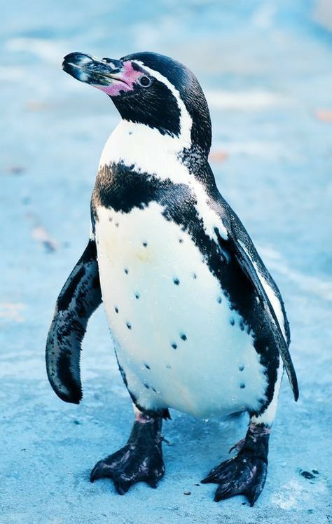 Penguin Photo, Galapagos Penguin, Humboldt Penguin, African Penguin, Penguin Art, Penguin Love, Baby Kittens, Cute Penguins, Cool Pets