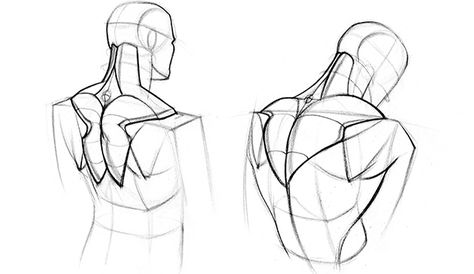 Trapezius Muscle Drawing Stretching and Rest Position Trapezius Reference, Constructive Anatomy Drawing, Trapezius Drawing Reference, Trapezius Drawing, Back Muscle Drawing Reference, Back Study Drawing, Sholder References Drawing, Hunched Back Reference, Human Back Drawing